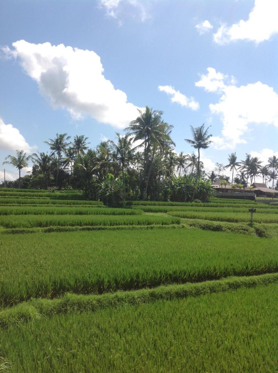 Uma Dhari Villa By Prasi Ubud Kültér fotó