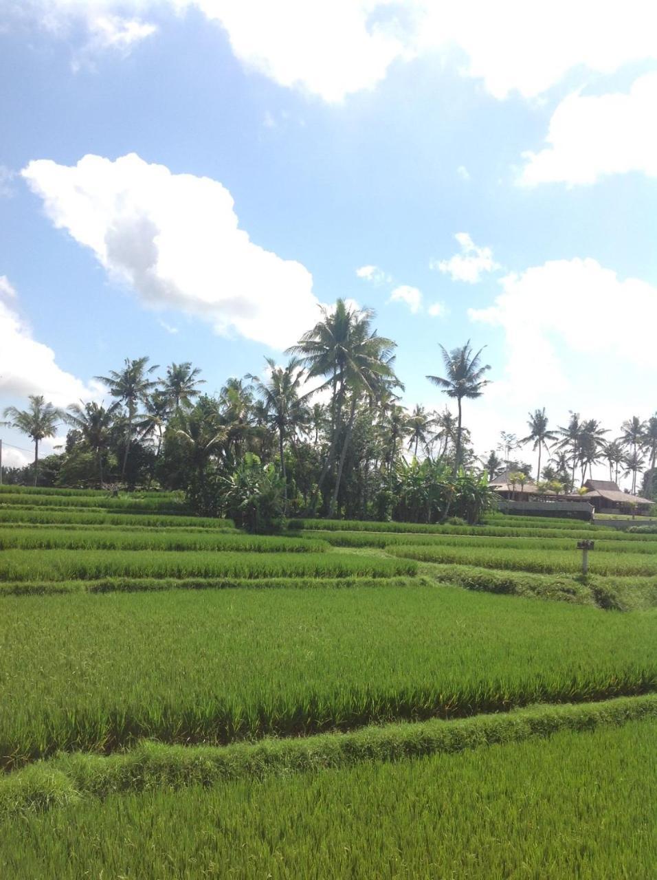 Uma Dhari Villa By Prasi Ubud Kültér fotó